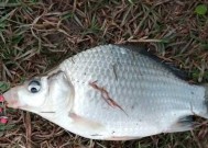 春夏秋冬钓鱼打窝技巧教学？如何根据不同季节调整打窝策略？
