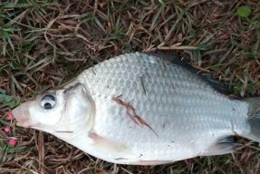 春夏秋冬钓鱼打窝技巧教学？如何根据不同季节调整打窝策略？