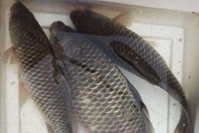 浮游矶钓鲫鱼技巧有哪些？如何提高钓鲫鱼的成功率？
