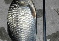 浮钓鲫鱼技巧野钓有哪些？如何提高野钓鲫鱼的成功率？