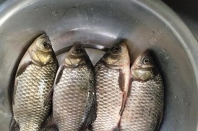 初春河边野钓鲫鱼技巧有哪些？如何提高钓鲫鱼的成功率？