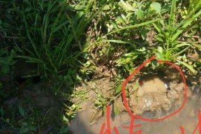 山洞钓鱼技巧教程（掌握山洞钓鱼的诀窍）