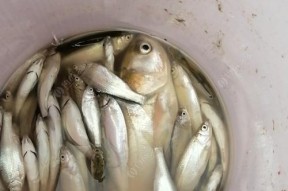 浮钓七星钩钓白条技巧有哪些？如何提高钓白条的成功率？
