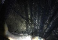 秋季深水夜钓鲫鱼的技巧与方法（探秘夜晚深水中捕获丰盛鲫鱼的窍门）