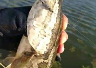 浮草钓黑鱼方法和技巧是什么？如何提高钓黑鱼的成功率？