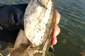 浮草钓黑鱼方法和技巧是什么？如何提高钓黑鱼的成功率？