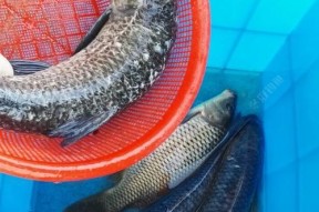 黑坑鲤鱼钩钓青鱼技巧有哪些？如何提高钓青鱼的成功率？