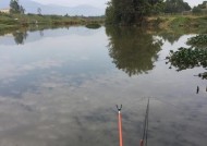浮水莲钓鱼技巧和方法有哪些？如何提高浮水莲钓鱼的成功率？