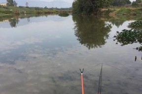 浮水莲钓鱼技巧和方法有哪些？如何提高浮水莲钓鱼的成功率？