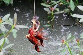 如何正确钓鱼和钓虾？掌握这些技巧轻松上手！