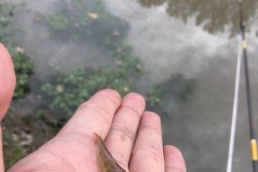 浑水中钓鱼技巧大揭秘（掌握此技巧）
