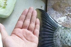 玉米钓鱼技巧黑坑揭秘（玉米作为鱼饵的利与弊）