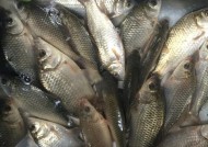 河水野钓鲤鱼技巧有哪些？如何提高钓鲤鱼的成功率？