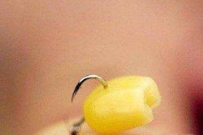 秋季嫩包谷垂钓草鱼技巧（秋季草鱼垂钓）