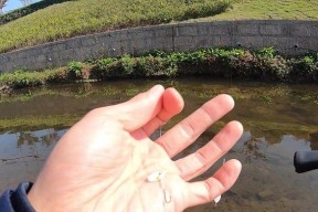 七星漂溪流野钓马口技巧（七星漂溪流钓马技巧大揭秘）
