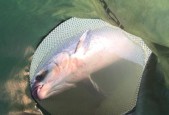 黑坑钓青鱼如何提高成功率？掌握哪些垂钓技巧和方法？