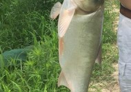 浮竿钓鲢鱼技巧有哪些？如何提高钓鲢鱼的成功率？