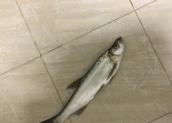 防洪坝钓鱼技巧教程？如何在防洪坝上成功钓到鱼？
