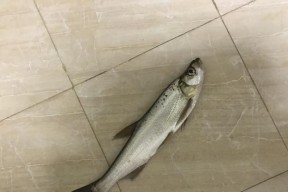 防洪坝钓鱼技巧教程？如何在防洪坝上成功钓到鱼？