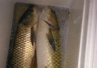 方块钓鱼料钓鱼技巧（提高钓鱼成功率的关键技巧与要点）