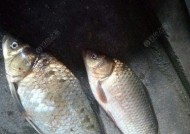 刚入秋如何野钓鲫鱼？掌握哪些技巧能提高成功率？