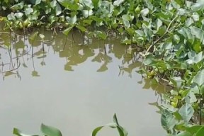 夏天浅水草窝钓鱼技巧（轻松掌握）