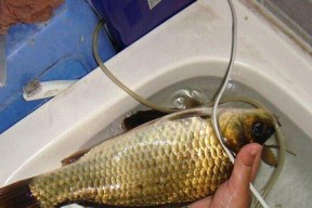 浮水钓大鲫鱼技巧和方法教程？如何提高钓获率？