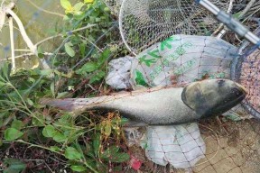 流水钓鱼技巧（提升钓鱼成功率的关键在于选择合适的钓位）