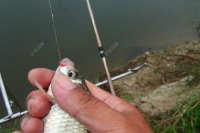 筏竿串钩江河钓鱼技巧有哪些？如何提高钓获率？