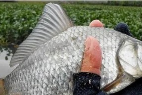 如何正确使用拉饵进行钓鱼？掌握这些技巧提高钓获率！