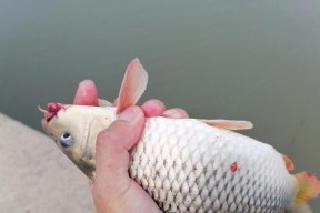掌握钓鱼钓浮的技巧（享受钓鱼乐趣的秘诀）
