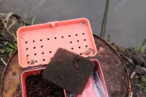 如何打破传统钓鱼技巧？学习哪些新技巧能提高钓鱼效率？
