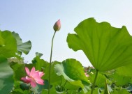 荷花钓鱼技巧教程？如何提高钓荷花的成功率？