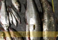 黑坑鲤鲫垂钓技巧有哪些？如何提高钓获率？