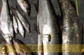 黑坑鲤鲫垂钓技巧有哪些？如何提高钓获率？