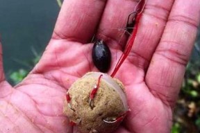 蒸玉米饼钓鱼技巧教学（掌握蒸玉米饼钓鱼的窍门和技巧）