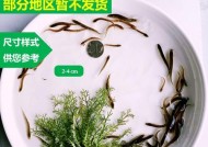筏钓泥鳅钓鱼技巧有哪些？如何提高筏钓泥鳅的成功率？
