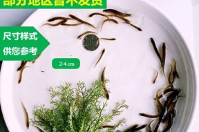 筏钓泥鳅钓鱼技巧有哪些？如何提高筏钓泥鳅的成功率？