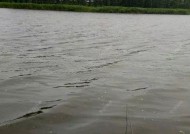 浮萍池塘钓鱼技巧教程？如何提高钓获率？