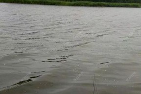 浮萍池塘钓鱼技巧教程？如何提高钓获率？