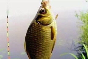 春季钓鱼时风大如何看漂？有哪些技巧可以学习？