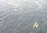 浮头钓鲢鱼技巧有哪些？如何提高钓鲢鱼的成功率？
