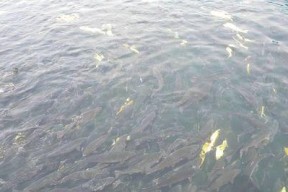 浮头钓鲢鱼技巧有哪些？如何提高钓鲢鱼的成功率？