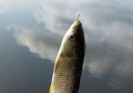 抽沙坑钓鱼技巧教程？如何提高钓获率？