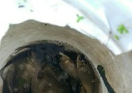 打黑钓鱼技巧和方法有哪些？如何有效提高钓鱼成功率？
