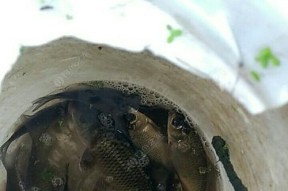 打黑钓鱼技巧和方法有哪些？如何有效提高钓鱼成功率？