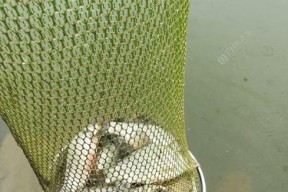 草塘钓鱼技巧教程？如何提高钓鱼成功率？