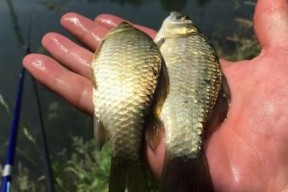 钓鲫鱼时如何应对浮头现象？掌握这些技巧轻松解决！