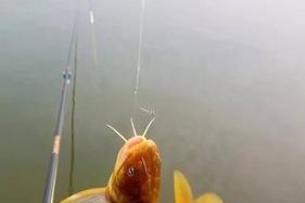 不空竿钓鱼技巧教程？如何提高钓鱼成功率？
