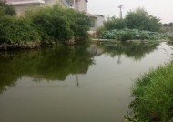 荷花田钓鱼技巧有哪些？如何提高钓获率？